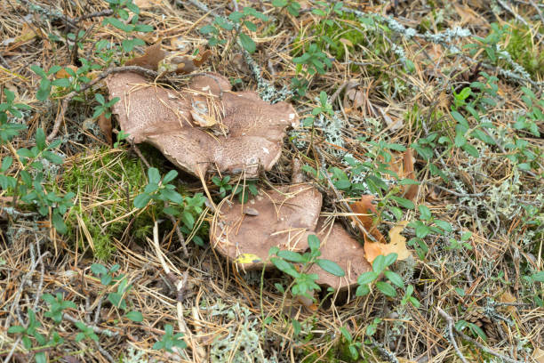 istock Bitter tooth fungus, Sarcodon scabrosus 1058198204