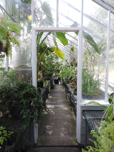 istock Greenhouse  green life 1058201386