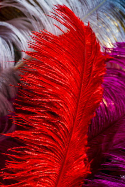 istock Collection of bright colored feathers  on white background 1058201566