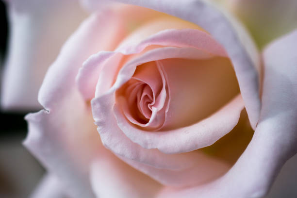 istock Beautiful fresh roses in close up view 1058201692