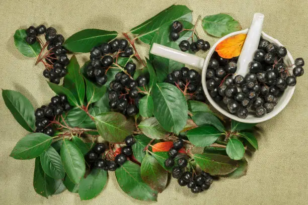 Chokeberry, aronia. Dry herbs for use in alternative medicine, phytotherapy, spa, herbal cosmetics. Preparing infusions, decoctions, tinctures. Used in powders, ointments, butter, tea, bath