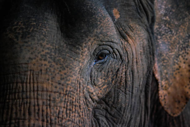 istock Thai Elephant Skin Close Up. 1058203494