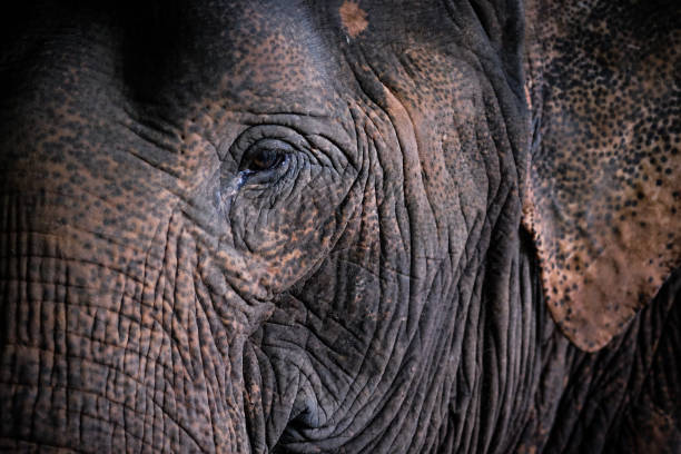 istock Thai Elephant Skin Close Up. 1058203502