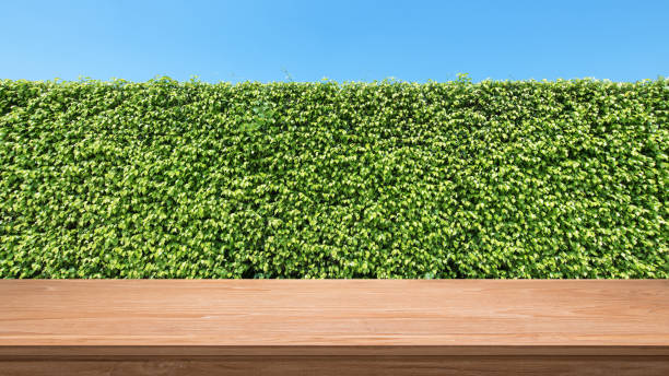 Empty Wooden Table With Green Hedge Background