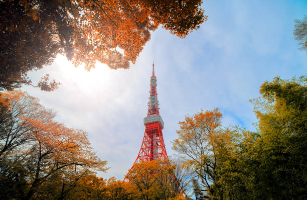 istock Autumn leaves with Tokyo Tower. 1058204928