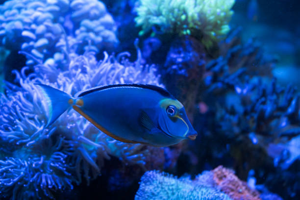 istock Blonde naso tang fish swimming 1058206648