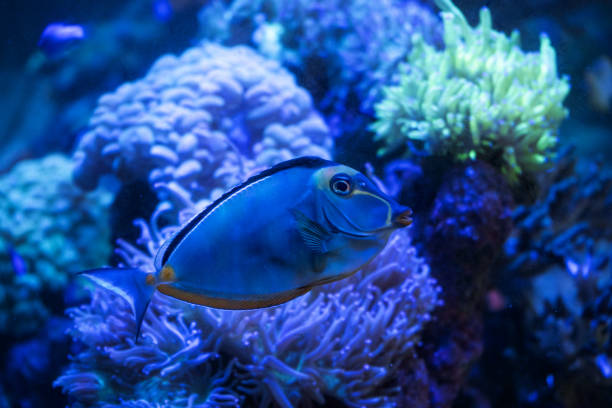 istock Blonde naso tang fish swimming 1058206664