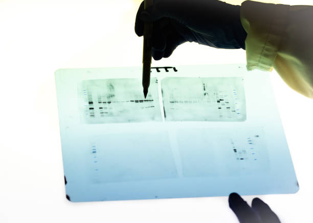 чтение белка секвенирования пятно - dna sequencing gel dna laboratory equipment analyzing стоковые фото и изображения