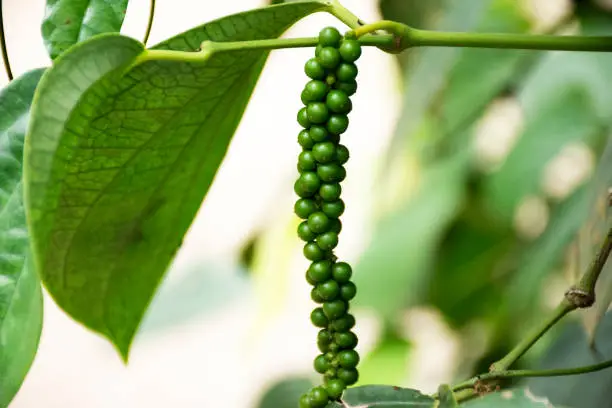 Piper nigrum or pepper on tree branch at outdoor of ranch vegetable garden in Rayong, Thailand