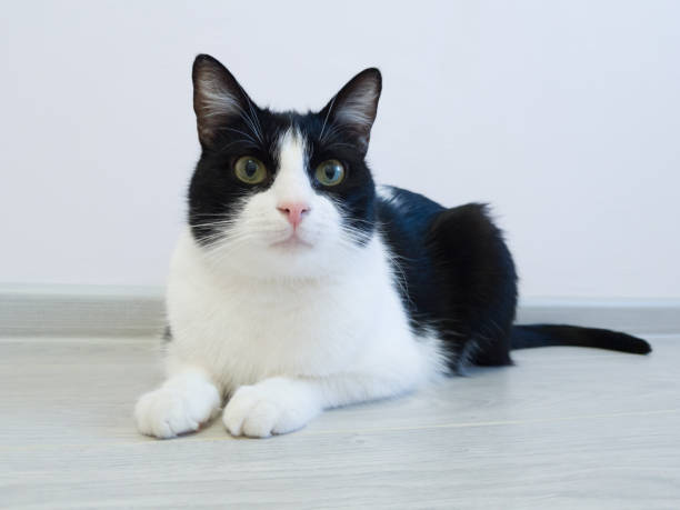 Home black and white cat lying on the floor in the apartment and looks away with curiosity stock photo