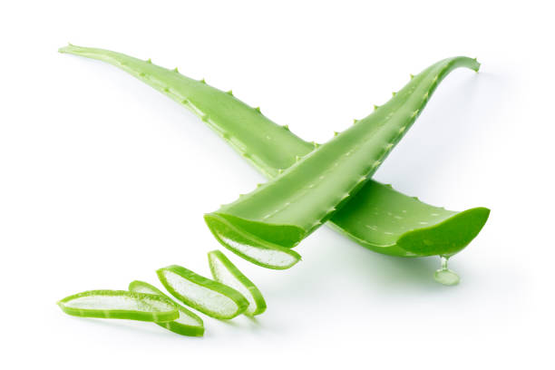 istock Aloe Vera isolated on white background - clipping path included 1058214446