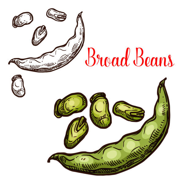 빵 콩 벡터 스케치 과일 - fava bean bean seed stock illustrations