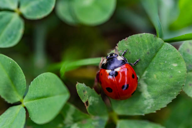 istock close up ladybug on green leaf in nature 1058224888