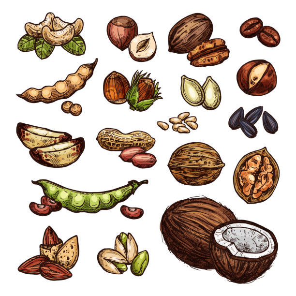 ilustraciones, imágenes clip art, dibujos animados e iconos de stock de nueces y granos semillas vector natural bosquejo - biology vegetable farmer fruit
