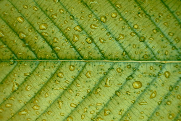 istock Closeup of water drops texture pattern on green leaf in garden after raining, freshness 1058227352