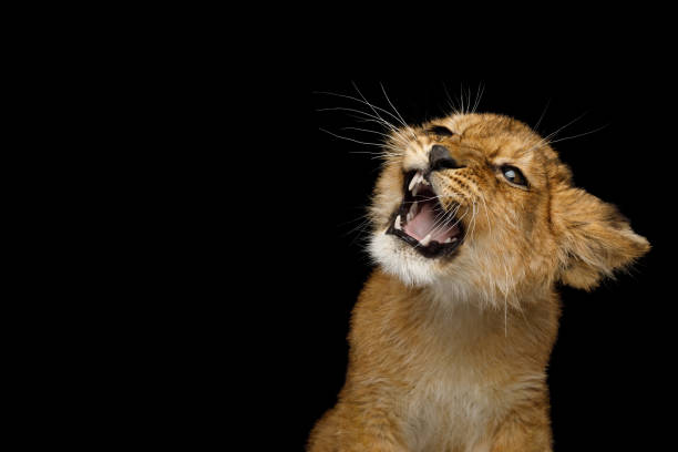 портрет молодого львенка, изолированного на черном фоне - lion africa undomesticated cat portrait стоковые фото и изображения