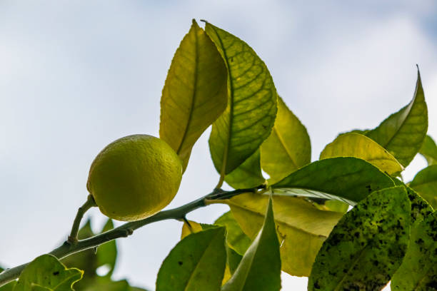 istock close up lemon tree and lemon fruit in nature with green leaves 1058227912