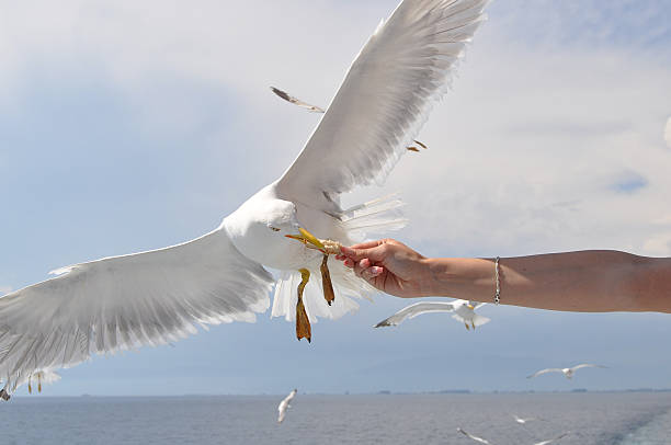 istock seagull taking food from the hand 105822982