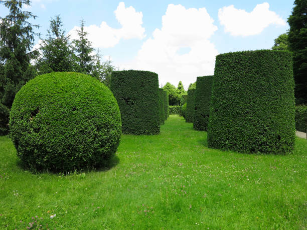 istock Ideally geometrically cropped shorn trees in abstract well-kept park 1058232544