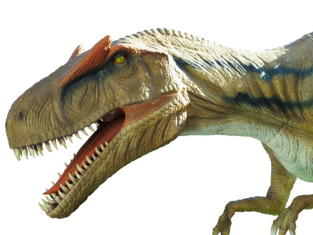 istock dinosaur Tyrannosaurus rex isolated on white background 1058232552