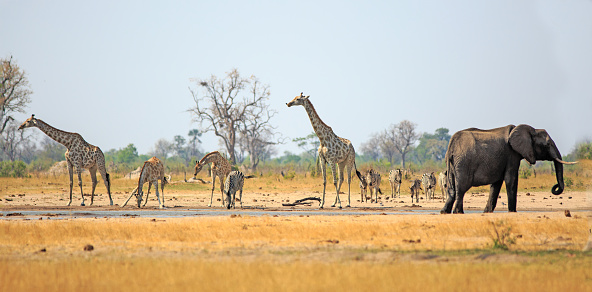 Beautiful African scene with Giraffes, Zebra and Elephant drinking from a waterhole in Hwange National Park, with a natural blue sky and bushveld background.