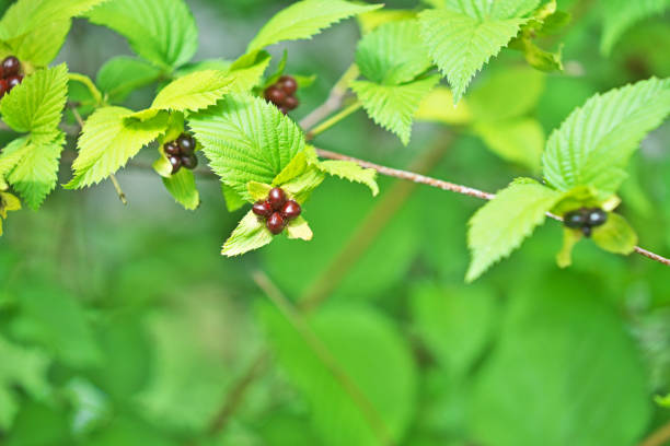 istock Rhodotypos scandens 1058232966