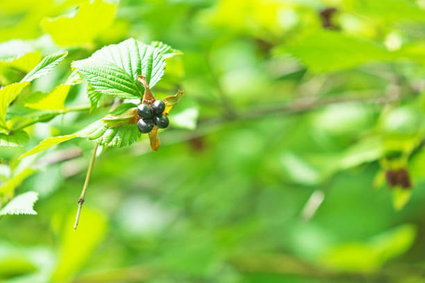 istock Rhodotypos scandens 1058232996