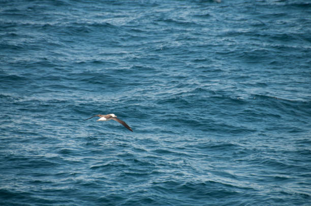 A black-browed albatross flying low across the southern atlantic ocean. Image taken during our encounter with long-finned pilot whales, enroute between the Ushuaia and the Falkland Islands.