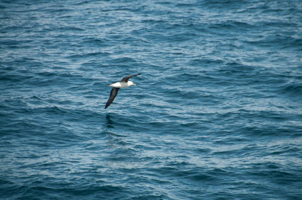 A black-browed albatross flying low across the southern atlantic ocean. Image taken during our encounter with long-finned pilot whales, enroute between the Ushuaia and the Falkland Islands.