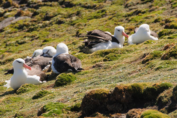 istock Black Browed Albatross Colony 1058233096