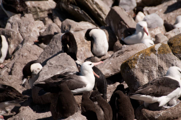istock Black-Browed Albatross on Westpoint Island 1058234246