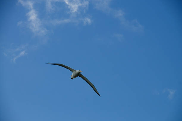 istock Wandering Albatross in Flight 1058234416
