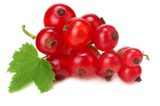 red currant with green leaf isolated on a white background. macro. healthy food red currant with green leaf isolated on a white background. macro. healthy food currant stock pictures, royalty-free photos & images