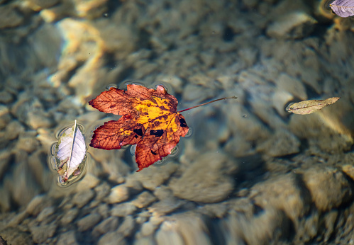 Autumn Leaf Floating on Still Clear Water