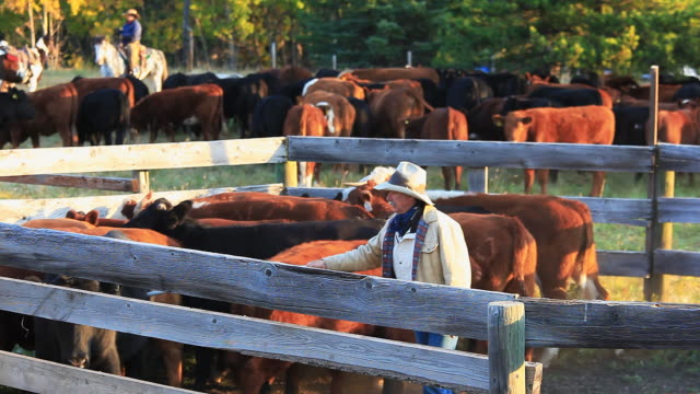 Rancher sorting cattle in holding pens
