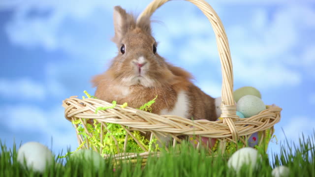 Easter basket with bunny sitting in grass