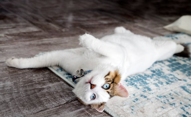 istock Pet aninal; cute cat indoor. 1058242310
