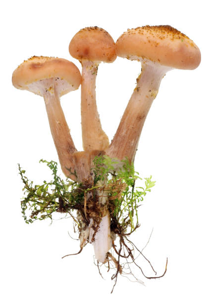 shitake real forest tree mushrooms at the beginning of the growing season with roots and moss. isolated - fungus roots imagens e fotografias de stock