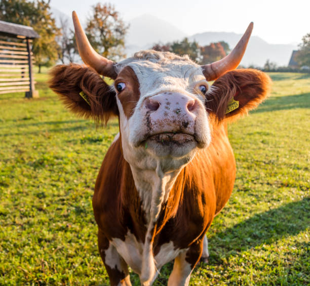 istock Cow in Slovenia 1058242814