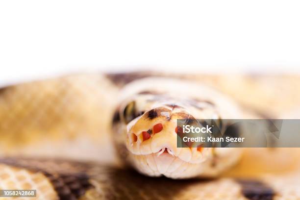 Ball Python Head Close Up View Isolated White Background Stock Photo ...