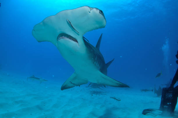 istock Great hammerhead shark, Bimini, Bahamas 1058243990