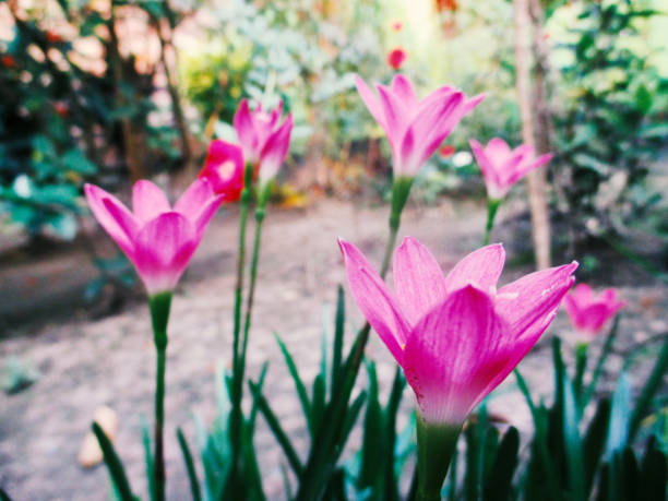 In the midst of the nature,when the sun started to spread light ,the flowers also started blooming naturally with charming colors..its  color is just shocking.