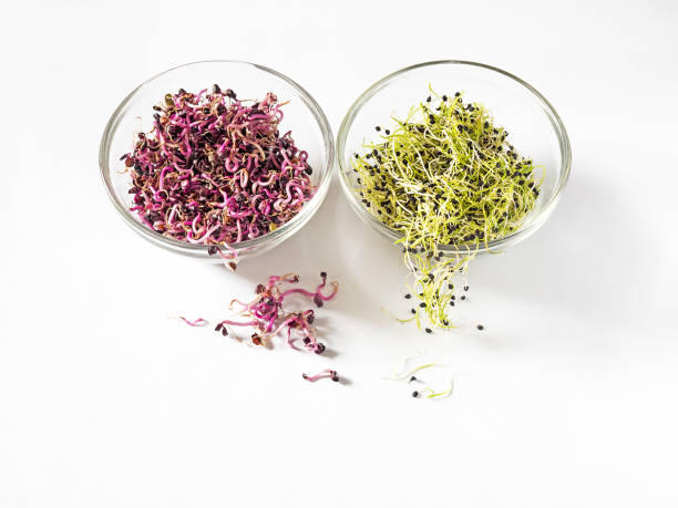 istock Transparent bowl with buds on white background, space for text 1058244396