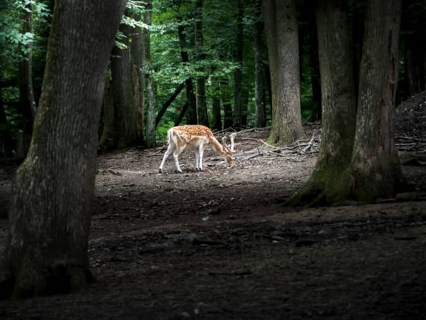 istock Wildlife with deer in the forest. 1058244812