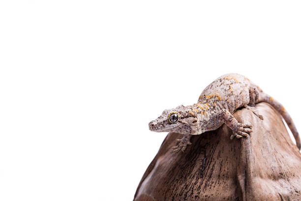 Gargoyle Gecko on coconut isolated white background