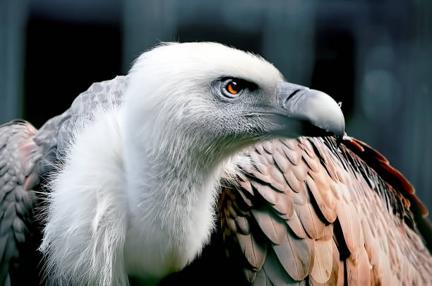 istock Portrait of Bald eagle (Haliaeetus leucocephalus) 1058244828