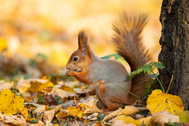 istock Squirrel in the autumn park 1058244894