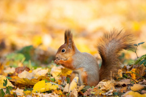 istock Squirrel in the autumn park 1058244908