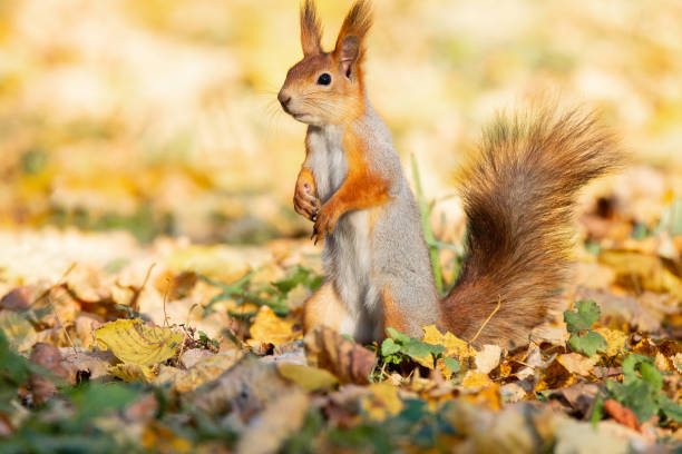 istock Squirrel in the autumn park 1058244928
