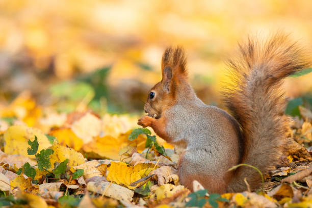 istock Squirrel in the autumn park 1058244930
